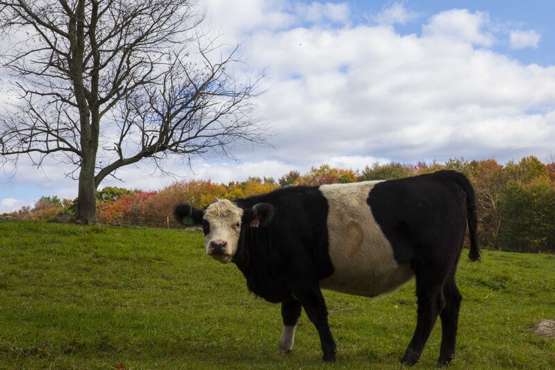 2M0A4806_cow.jpg