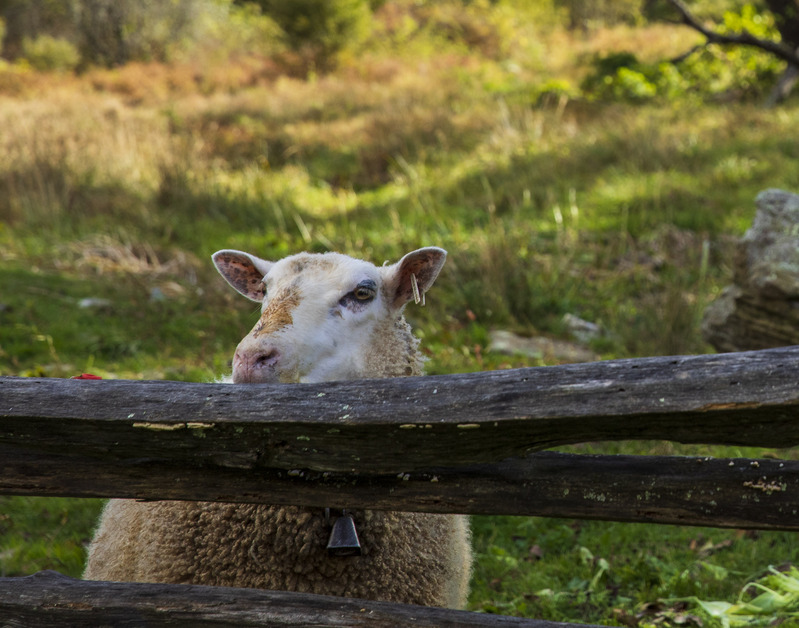 2M0A4897_sheep.jpg