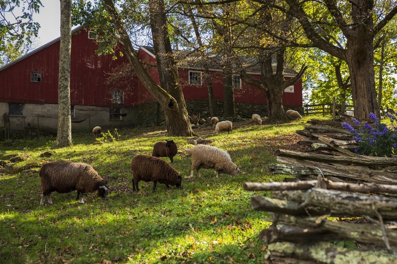2M0A4904_farm_sheep.jpg