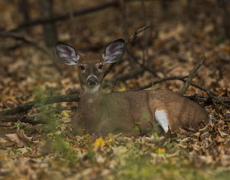 2M0A4916_deer.jpg