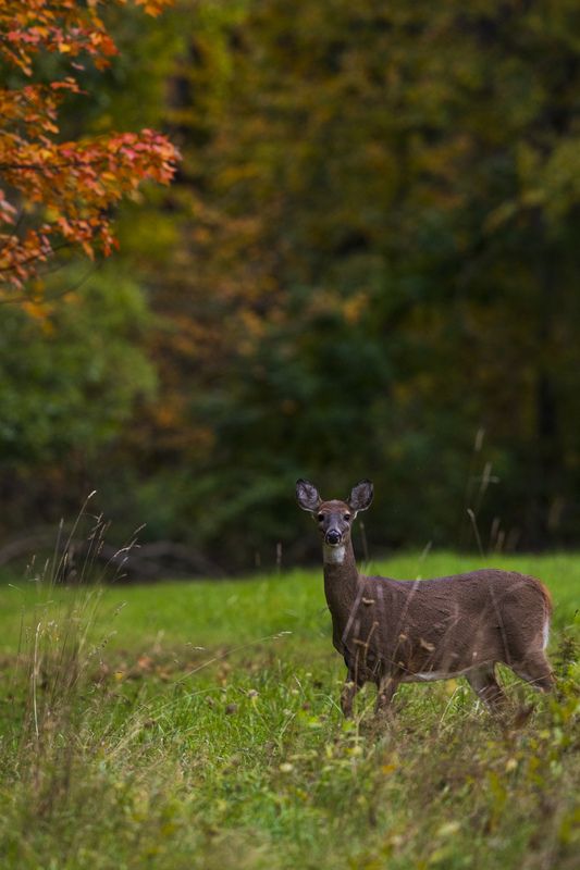 2M0A4999_deer.jpg
