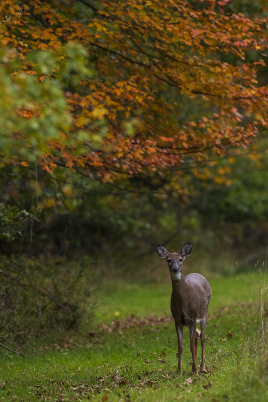 2M0A5005_deer.jpg