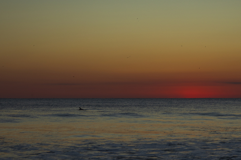 2M0A5379_sunrise_dolphin.jpg