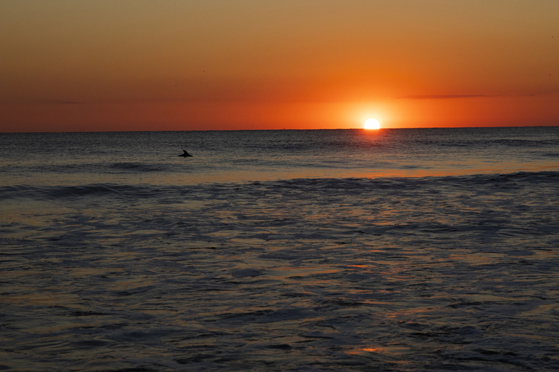2M0A5423_sunrise_dolphin.jpg
