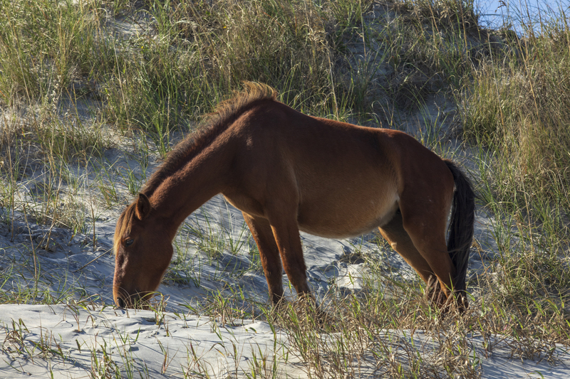 2M0A5555_wildhorse.jpg