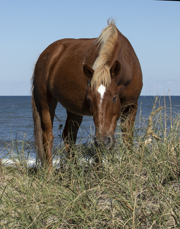 2M0A5582_wildhorse.jpg