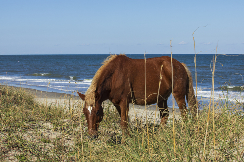 2M0A5590_wildhorse.jpg