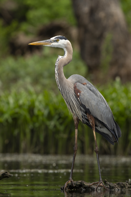 576A5132_Blue Heron.jpg