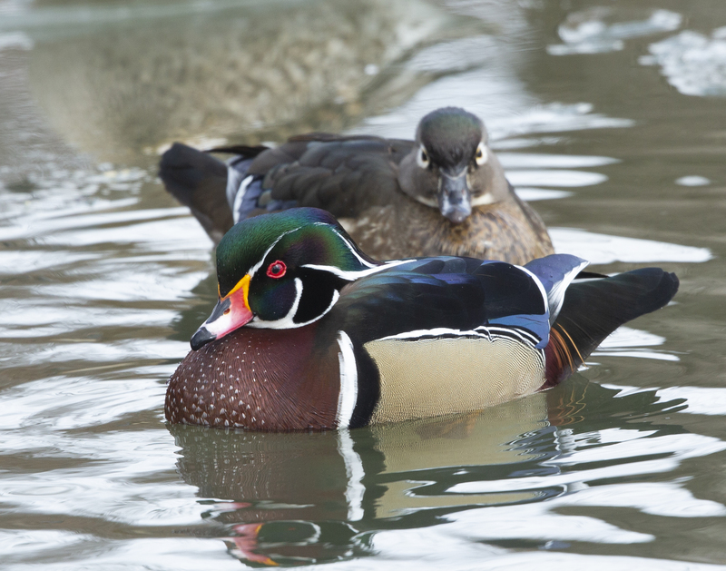 576A6917_wood duck_jpg.jpg