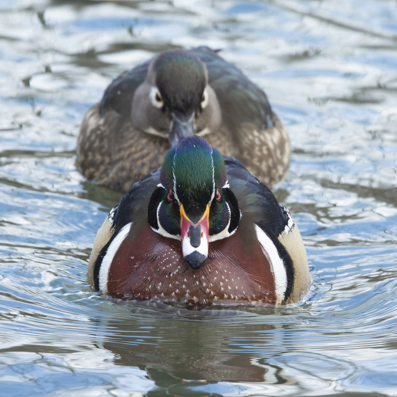 576A7029_wood ducks_jpg.jpg