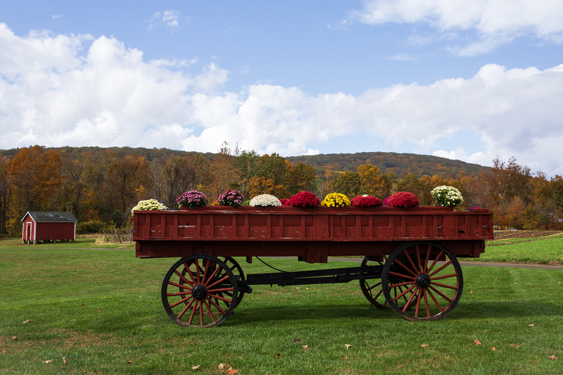 Autumn flower cart_2M0A0533.jpg