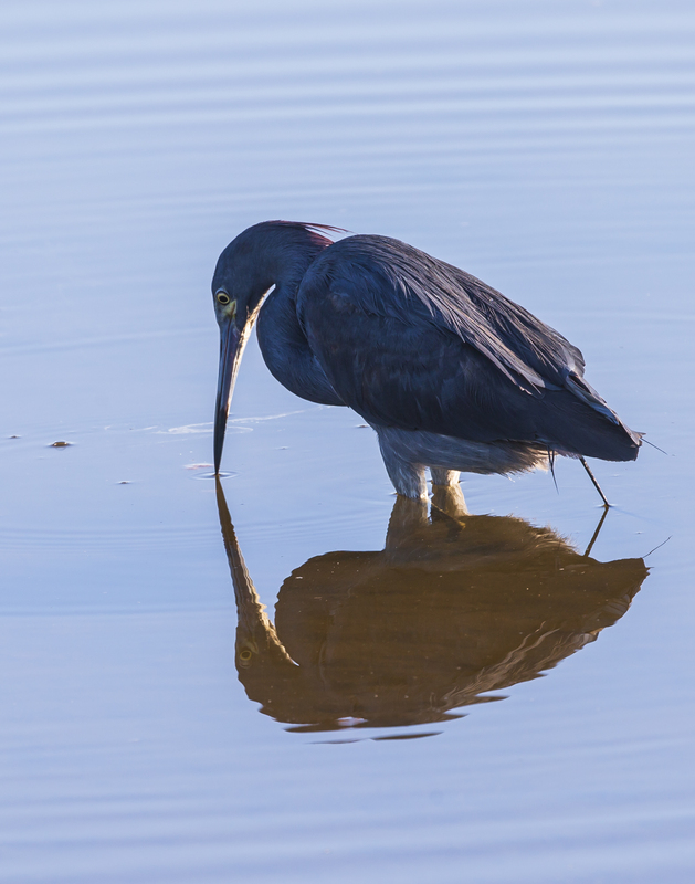 Baby blue heron_11x14_576A8868.jpg