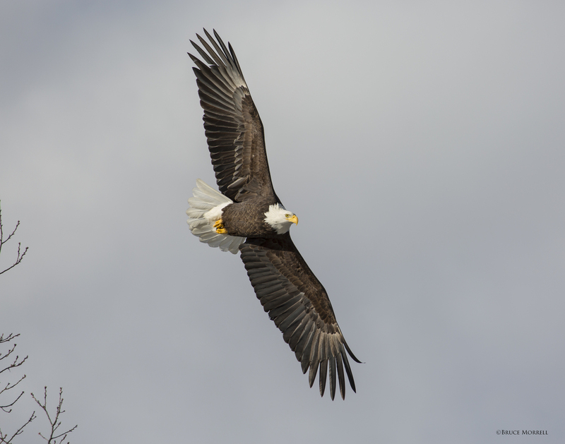 Bald Eagle 062_11x14.jpg
