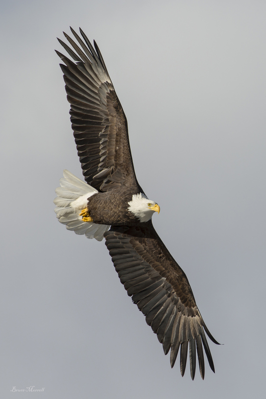 Bald Eagle 062_12x18.jpg