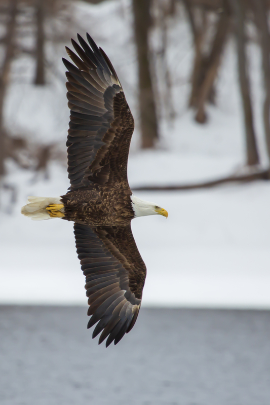 Bald Eagle_001.jpg