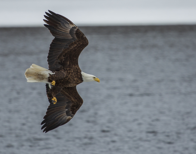 Bald Eagle_003.jpg