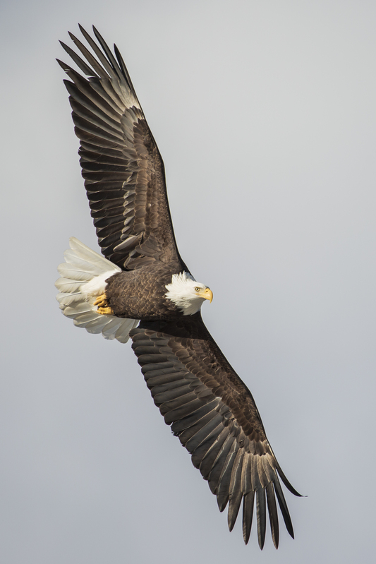 Bald Eagle_040.jpg