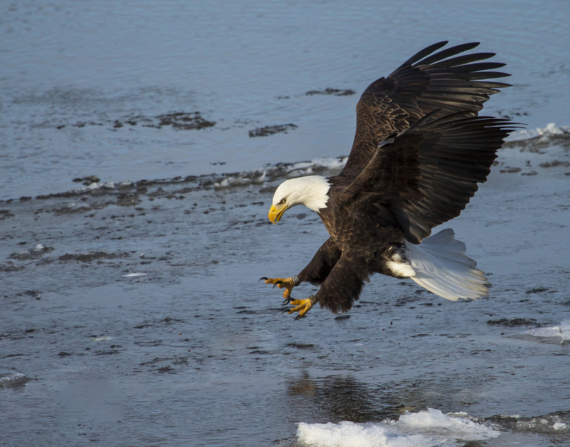 Bald Eagle_045.jpg