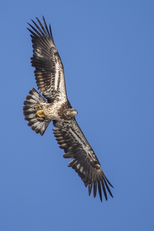 Bald Eagle_102.jpg