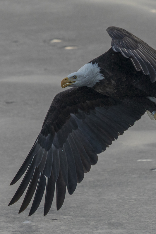 Bald Eagle_2M0A9882.jpg
