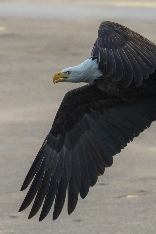 Bald Eagle_2M0A9883.jpg