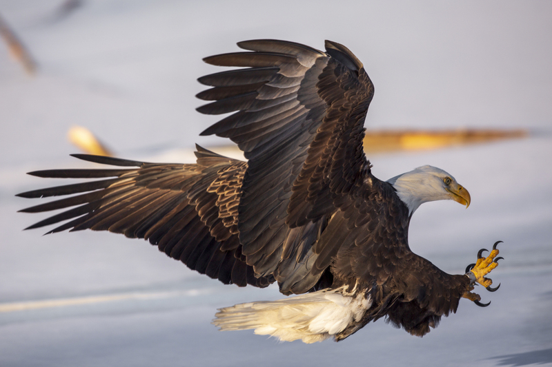 Bald Eagle_576A4139.jpg