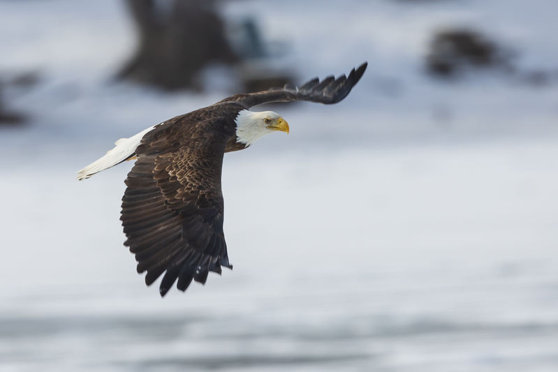 Bald Eagle_576A6259.jpg