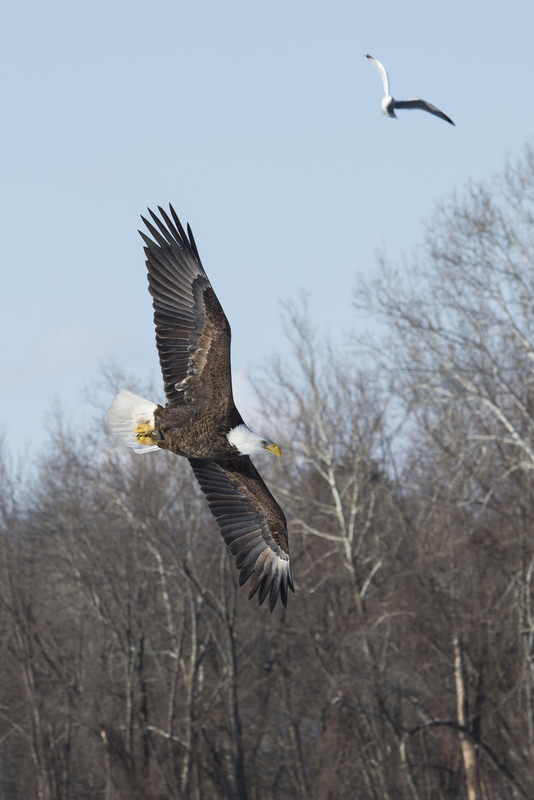 Bald Eagle_P802_A_20x30.jpg