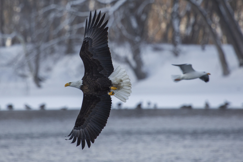 Bald eagle_008.jpg