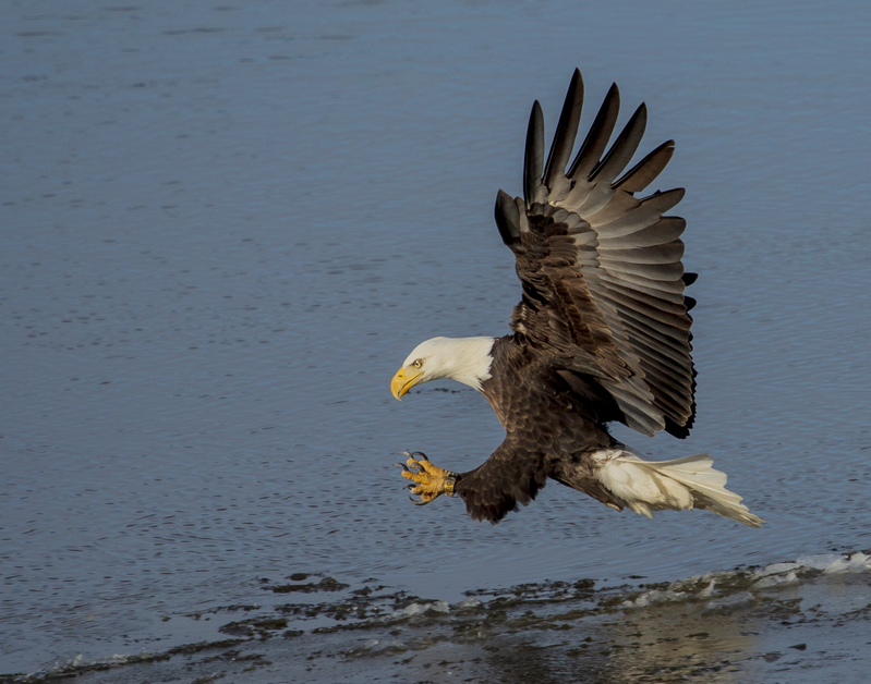 Bald eagle_034_11x14.jpg