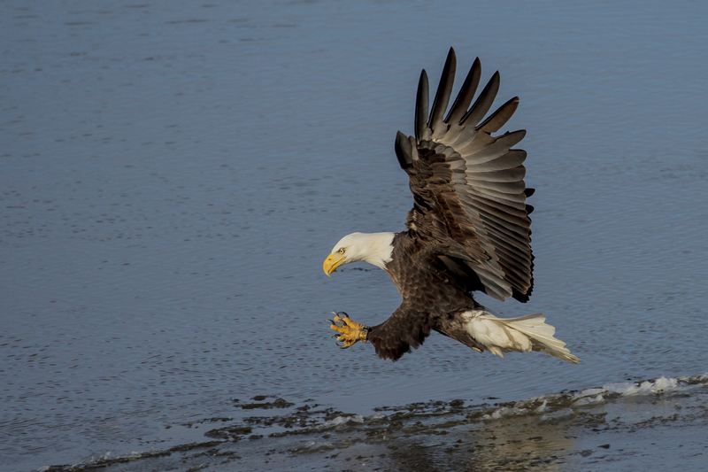 Bald eagle_034.jpg