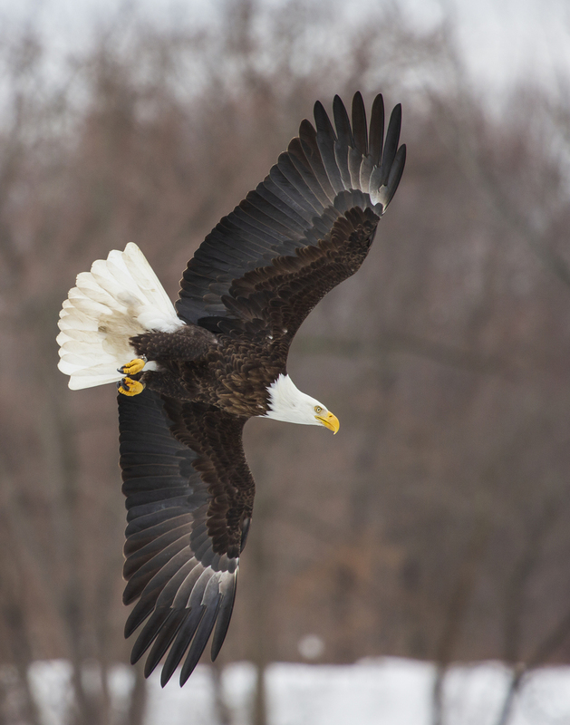Bald eagle_105.jpg