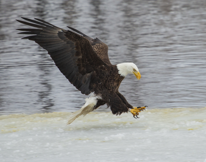 Bald eagle_169.jpg