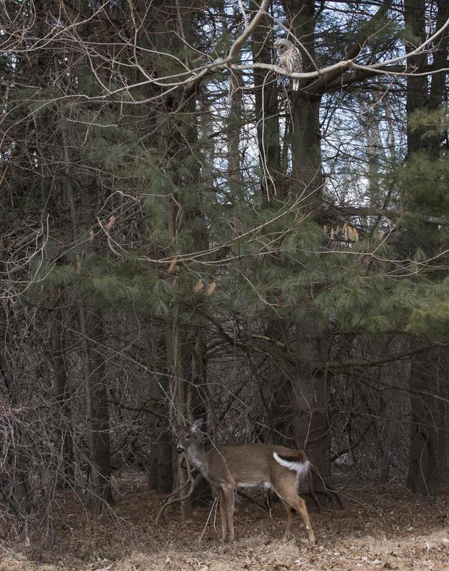 Barred Owl and Deer_0097_11x14.jpg