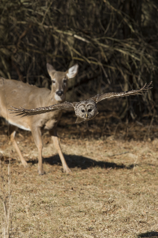Barred Owl and Deer_438_12x18.jpg