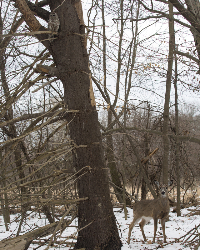 Barred Owl and deer 8x10(1).jpg