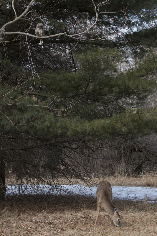 Barred Owl and deer_0013_12x18.jpg