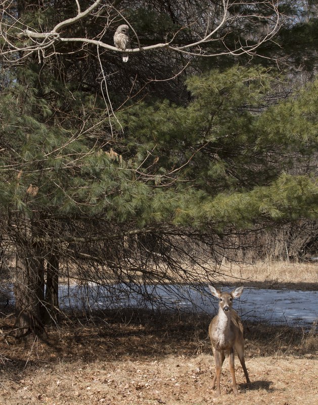 Barred Owl and deer_0032_11x14.jpg