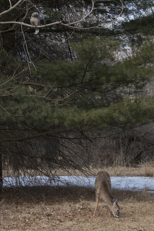 Barred Owl and deer_013_B.jpg