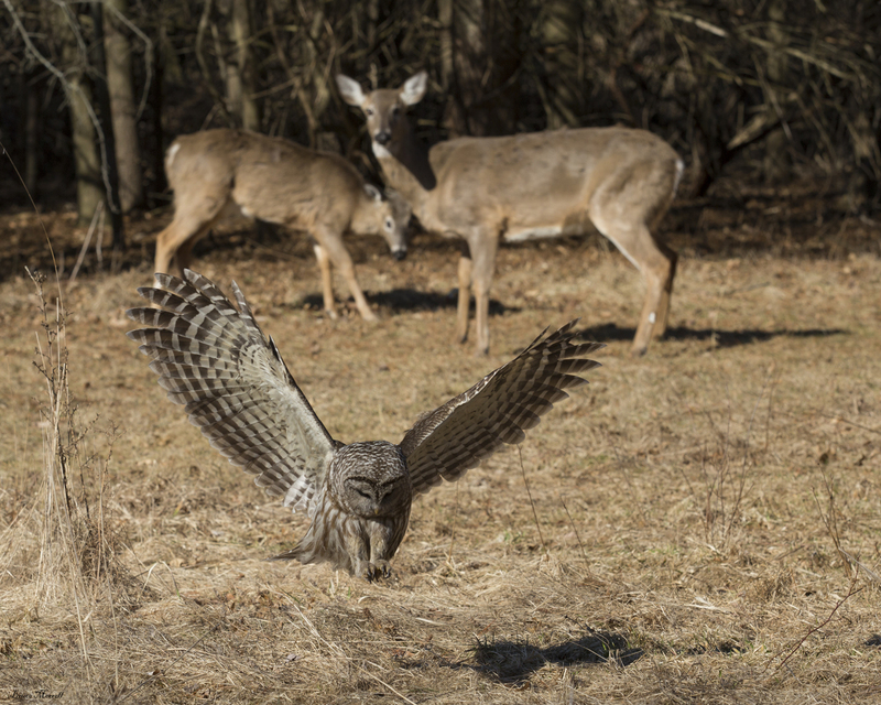 Barred Owl and deer_445_AB.jpg