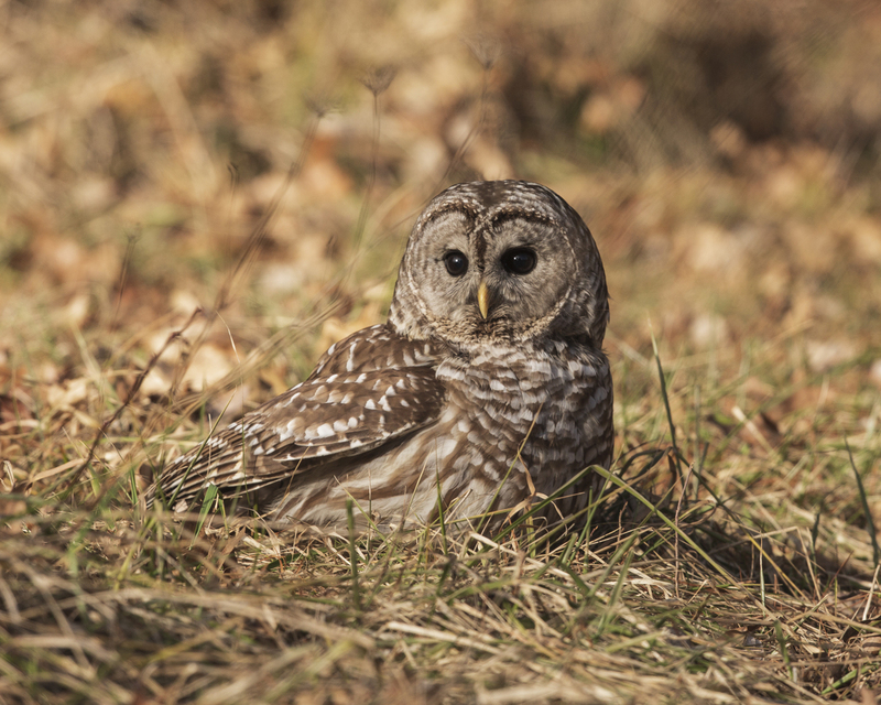 Barred Owl__020_426.jpg