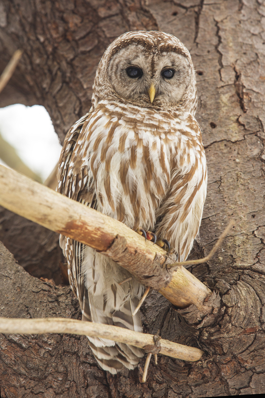 Barred Owl_001_576A5575.jpg