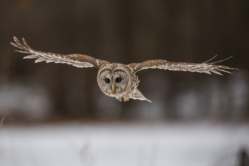 Barred Owl_002_576A5444.jpg