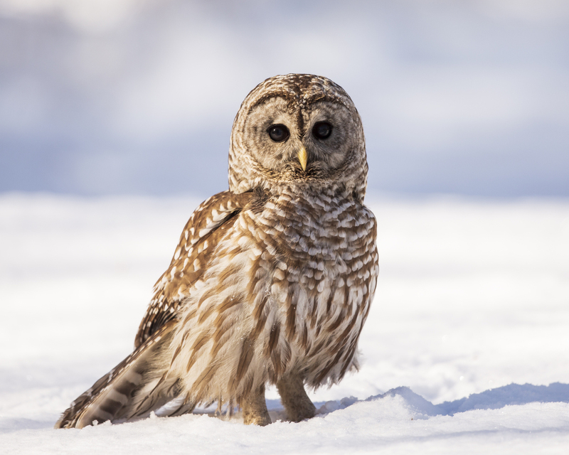 Barred Owl_003_101.jpg