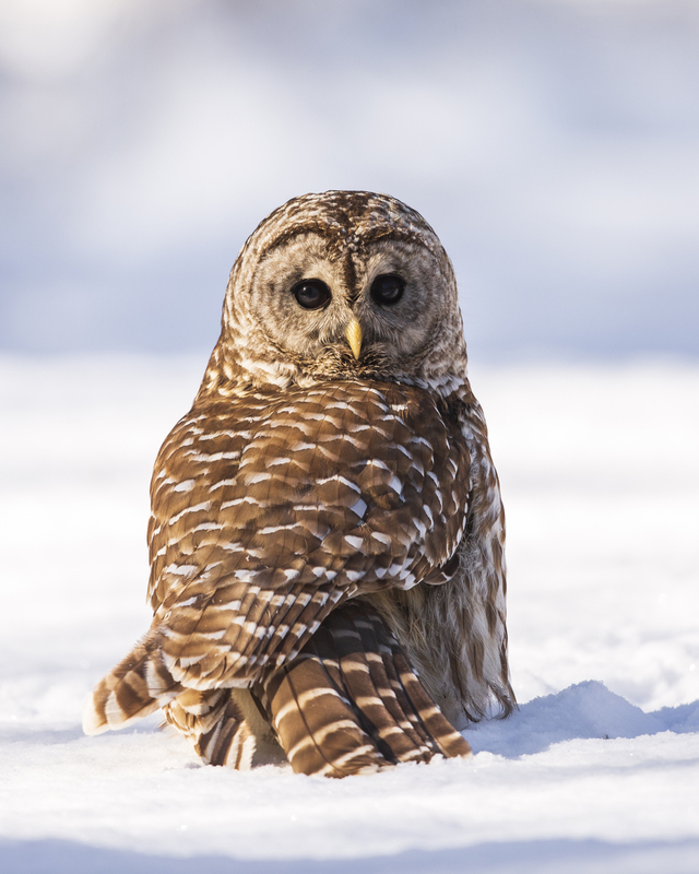 Barred Owl_004_104.jpg