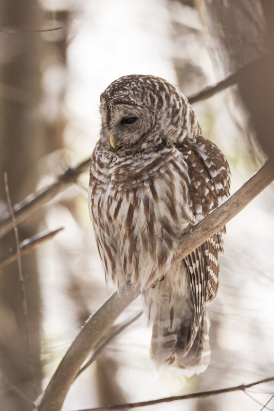 Barred Owl_006_576A5043.jpg