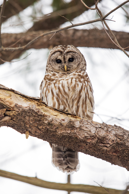 Barred Owl_007_102.jpg