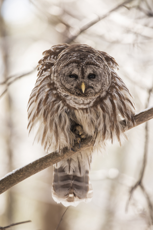 Barred Owl_008_576A5028.jpg
