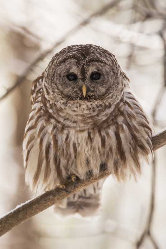 Barred Owl_009_576A5021.jpg