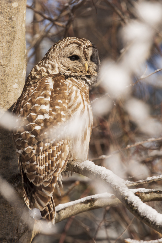 Barred Owl_010_576A4972.jpg